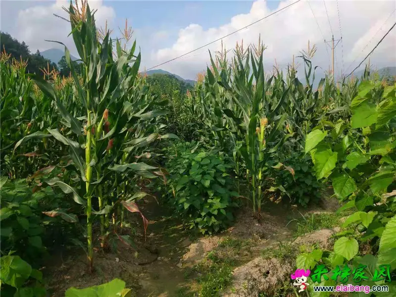 微信图片_20190716194217_副本.webp