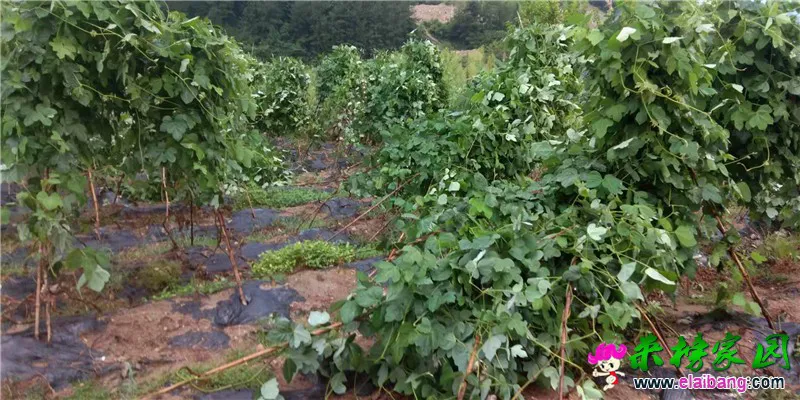 微信图片_20190818201156.webp