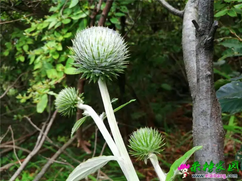 微信图片_20190825211528.webp