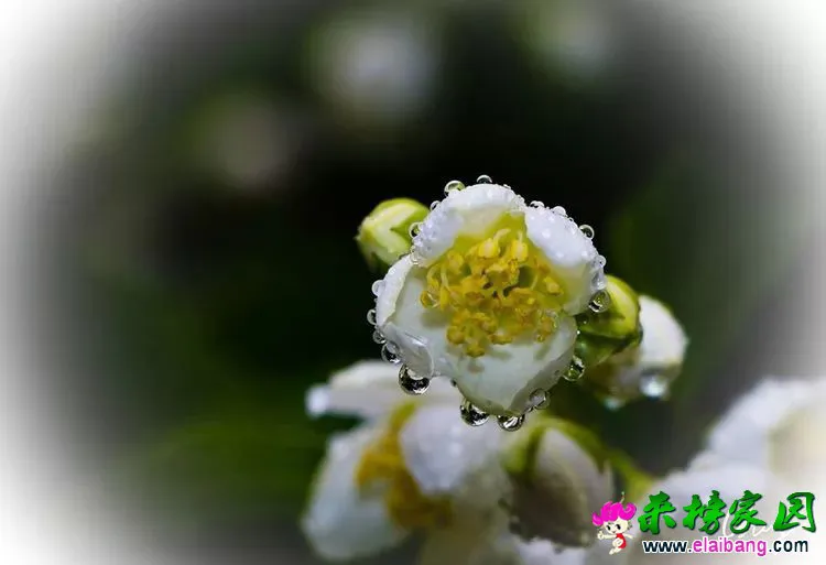 22681f2f3a292a0927f5aec66bcfe4d8.webp