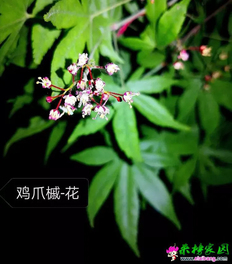63452213060a0bd22458708a23a967fa.webp