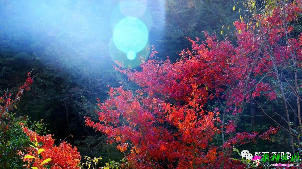 cf0cb3021ca50c6c684861c9731a3586.webp