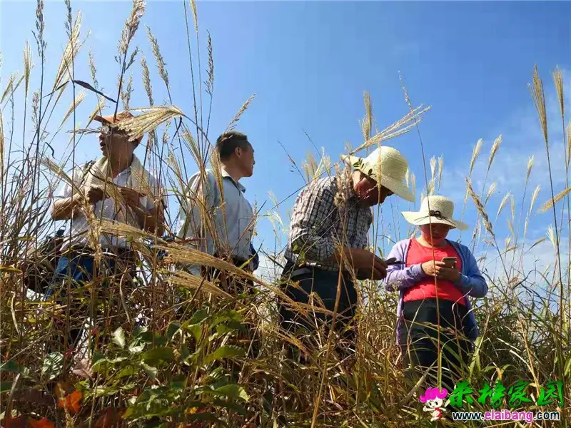 微信图片_20191211205426.webp