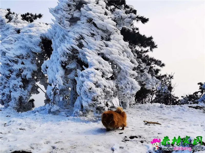 微信图片_20200131112815.webp