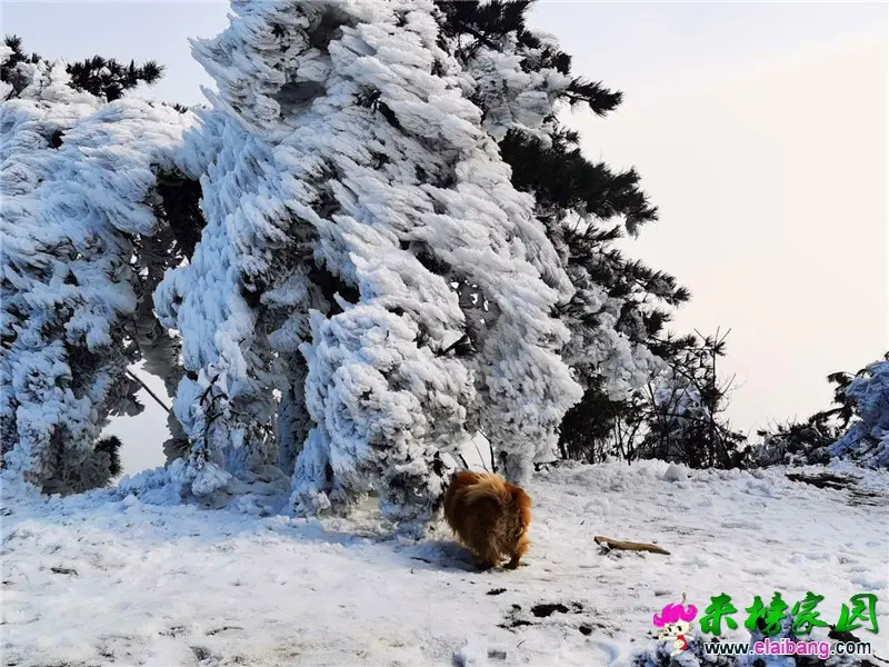 微信图片_20200131112820.webp
