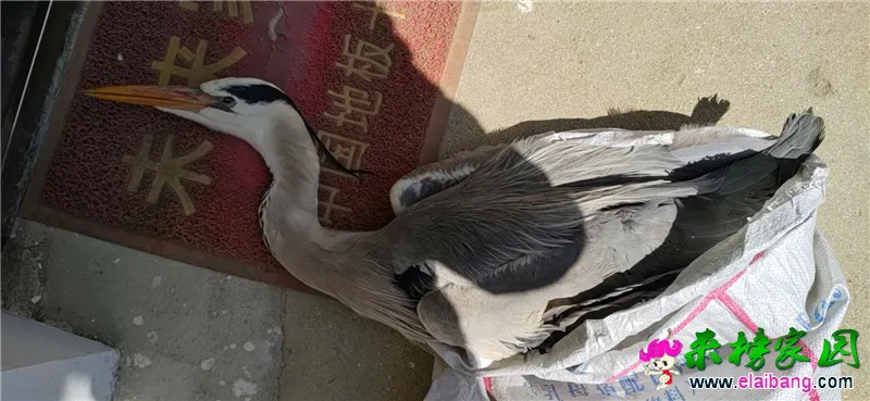 微信图片_20200318153925.webp