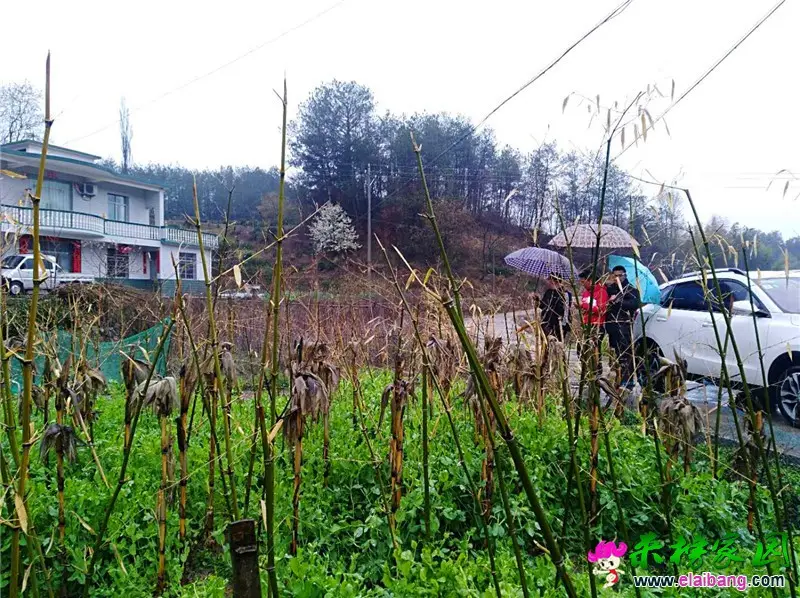微信图片_20200329202519.webp
