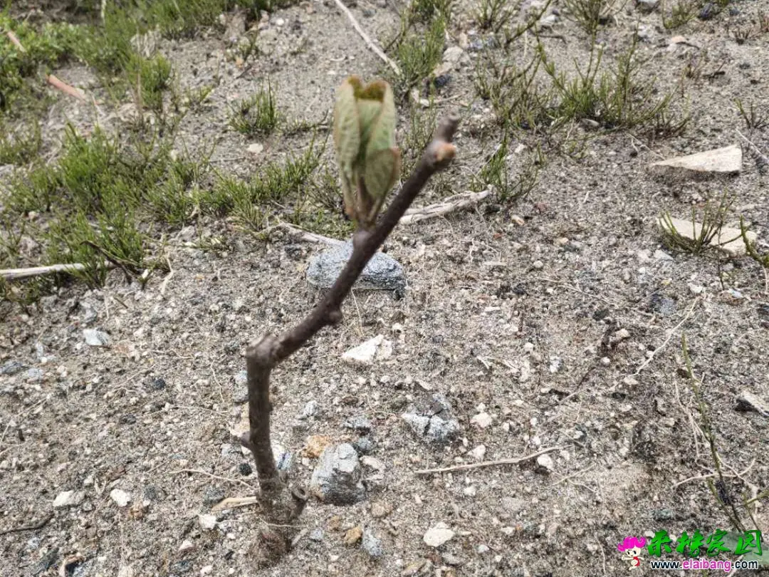 微信图片_20200406195352.webp
