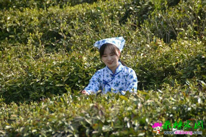 125519a08s5zsw4a4s4q8d.webp