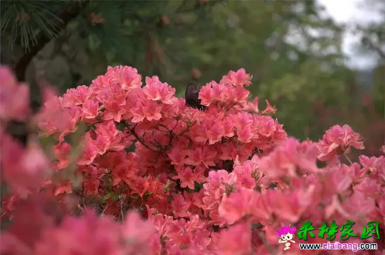 c935f8376b542e7e9a65653ba4f5786e.webp