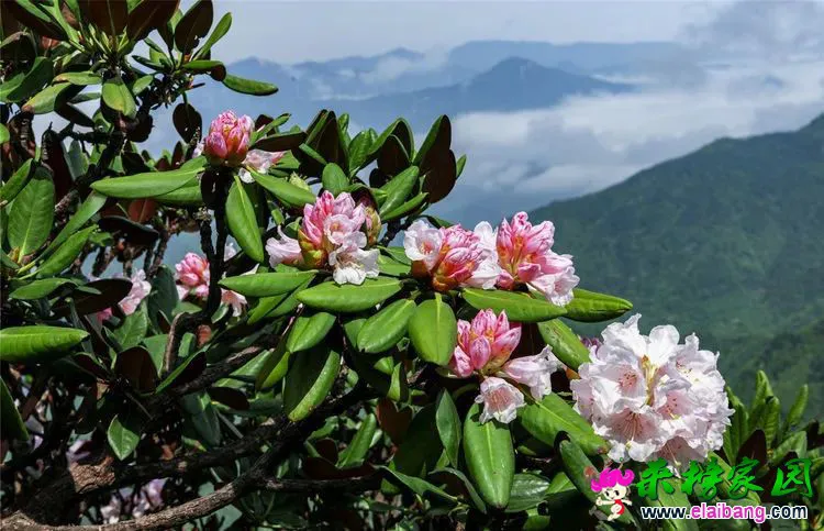b6bce71b4bc7dbb667bdcabcbc7348ae.webp