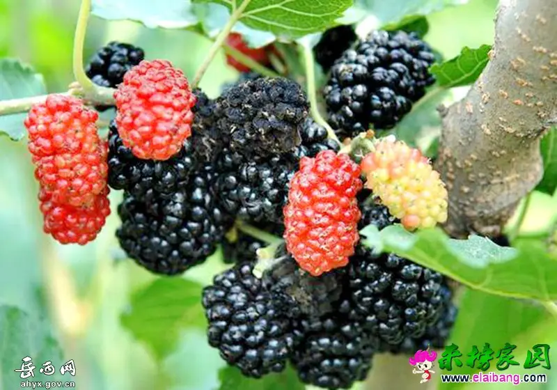 ec11d831df021c92bc1c326fb0717388.webp