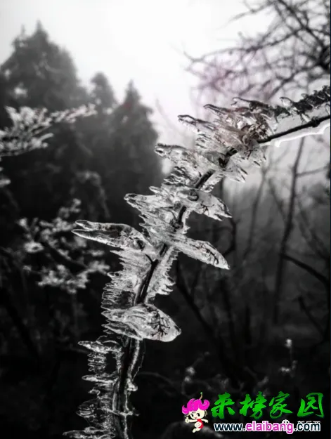 ebe2f9c016e11d4e720fa98c5397bcdd.webp