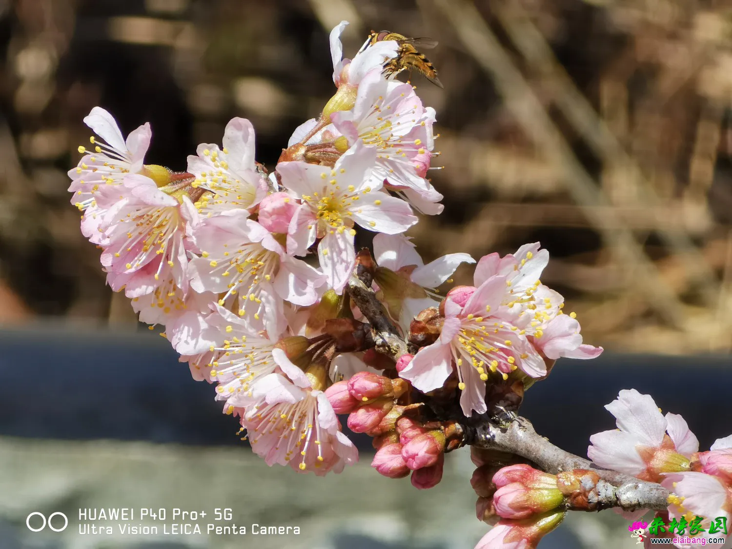 IMG_20210217_122956.webp