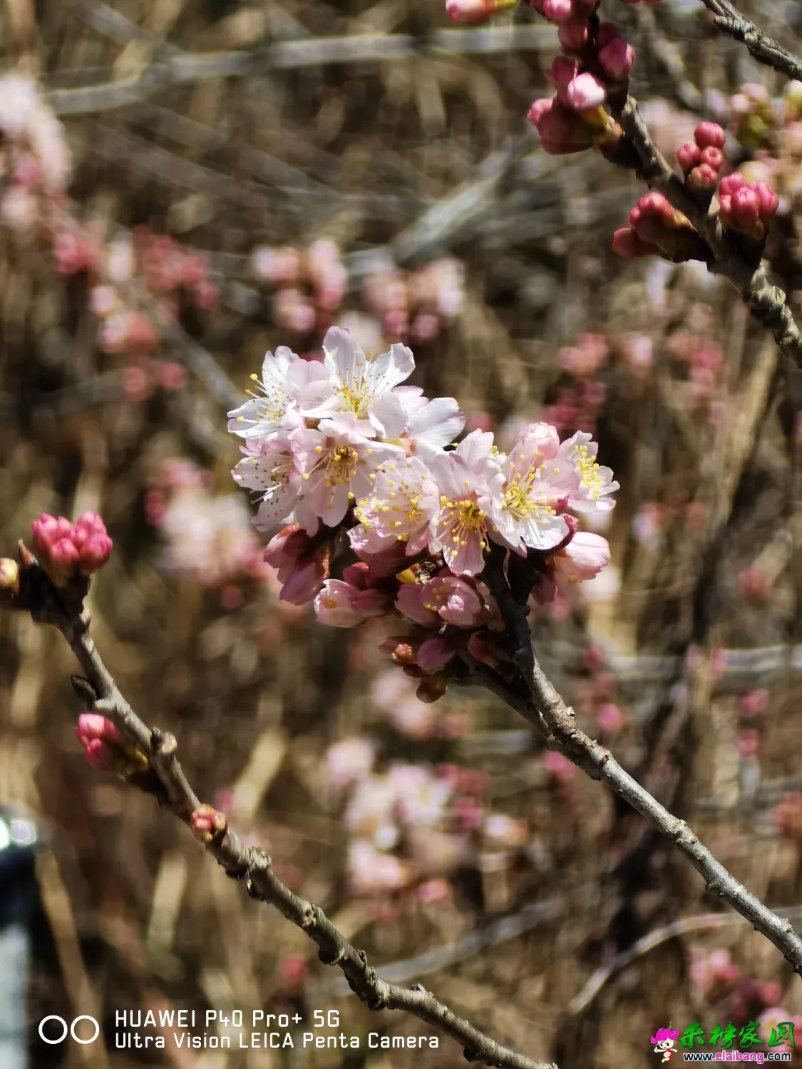 IMG_20210217_122730.webp