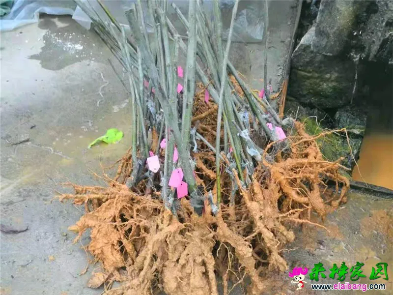 微信图片_20210313202745.webp
