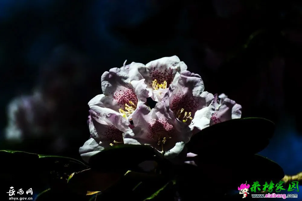 db020007c814b74a63f240131b9e6625.webp