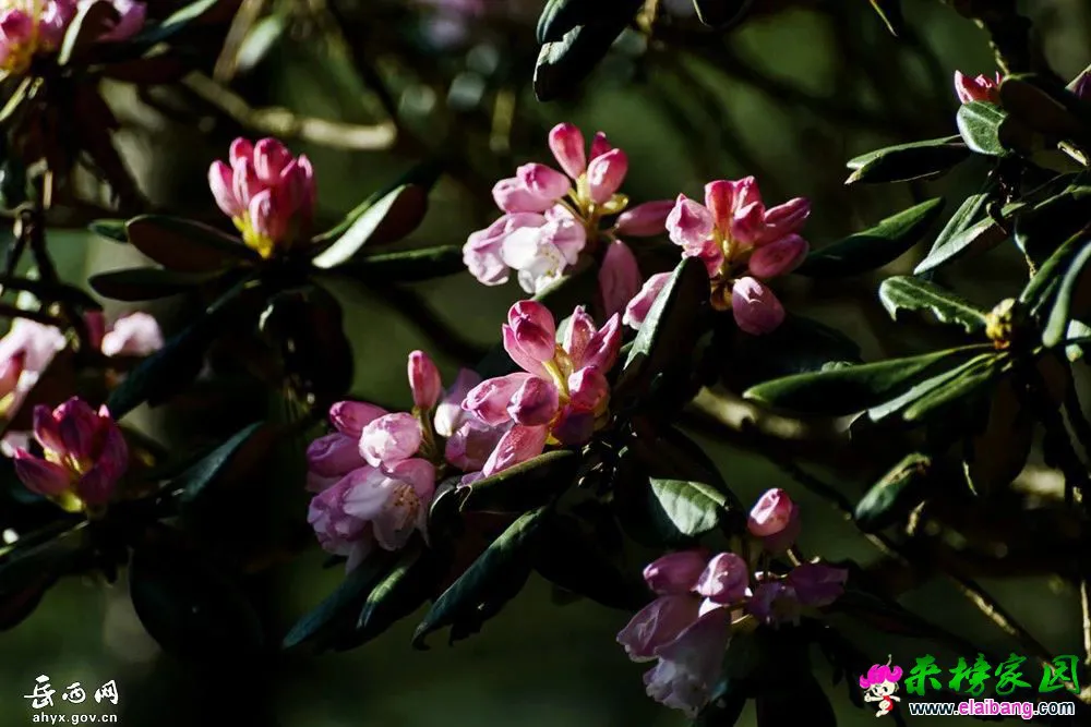8c52dffef1bb2f387fa6738fafd99926.webp