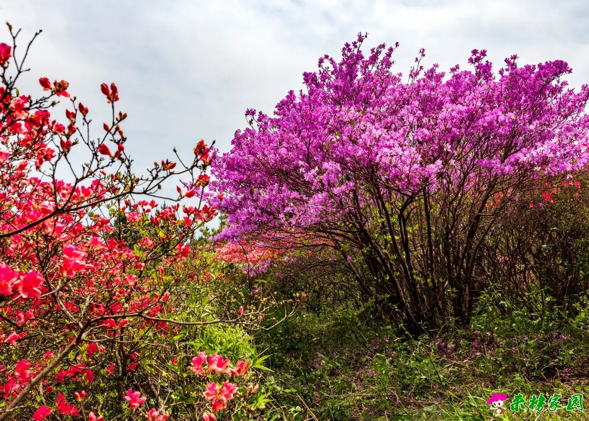 IJH_1427.webp