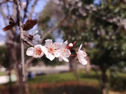 春天嘛,随手拍一下都好看……