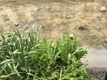 千万别种！岳西已有人被行政拘留