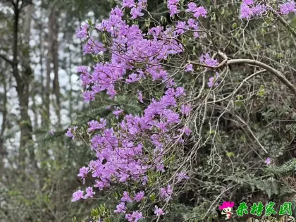 春约马元寨 赏花又品茶